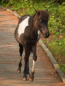 Pinto Pony