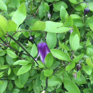 Purple faery bells, clematis