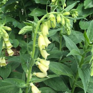 Golden faery bells, foxglove