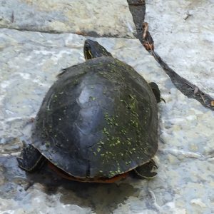 Painted Turtle
