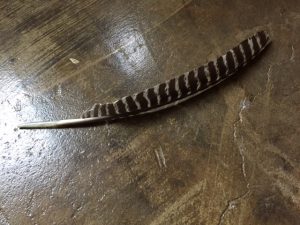 Red-tailed hawk feather